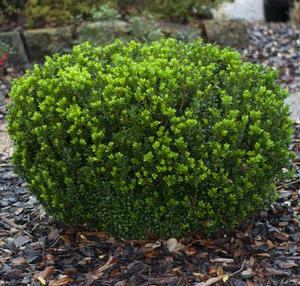 BABY GEM™ BOXWOOD