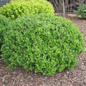 BABY GEM™ BOXWOOD