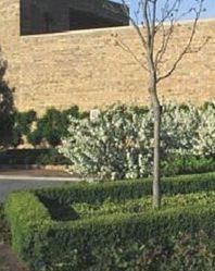 CHICAGOLAND GREEN® BOXWOOD