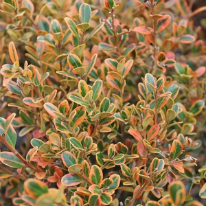 GOLDEN DREAM BOXWOOD