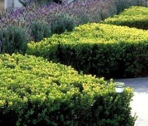 WINTER GEM BOXWOOD