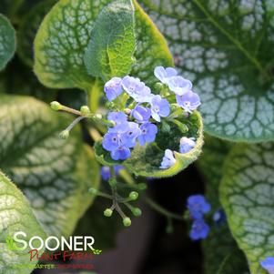 Brunnera macrophylla 'Jack of Diamonds'