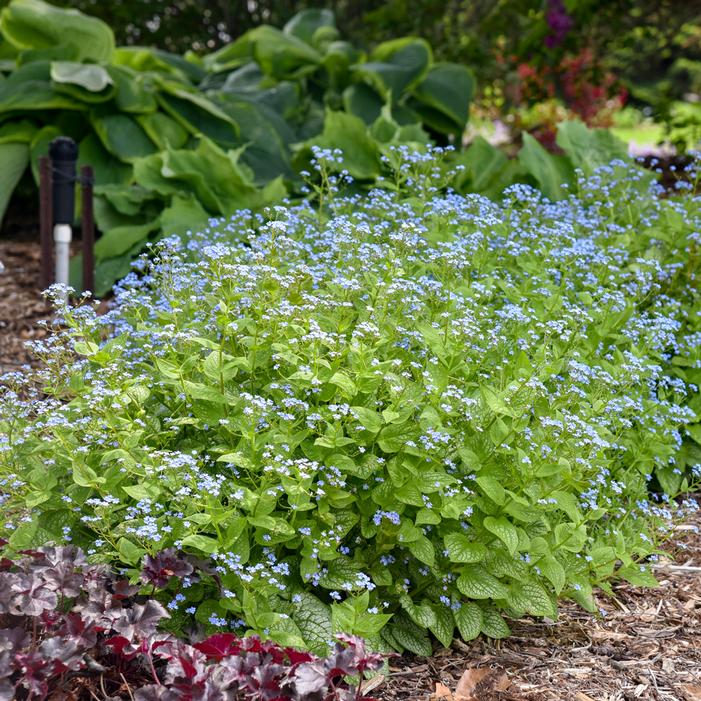 JACK OF DIAMONDS BRUNNERA