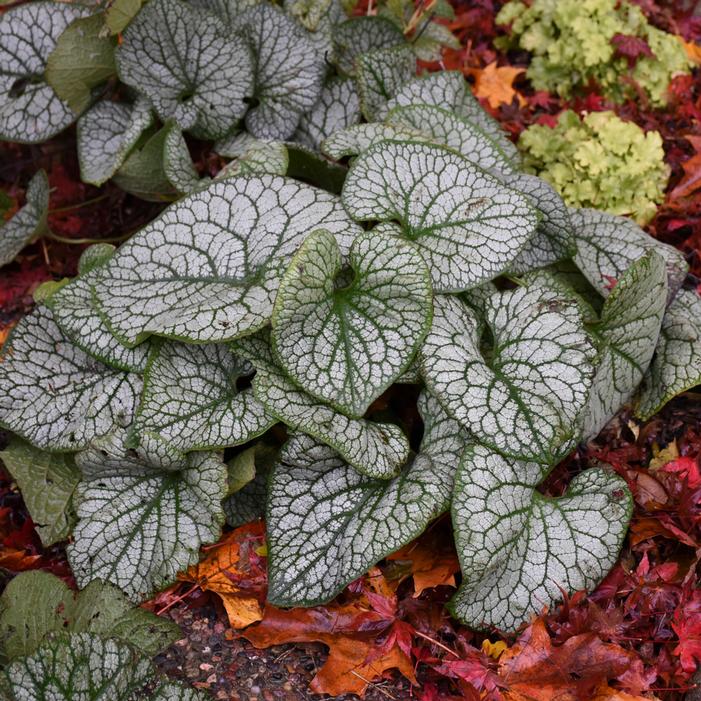 JACK OF DIAMONDS BRUNNERA