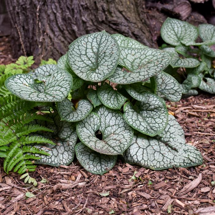 JACK OF DIAMONDS BRUNNERA