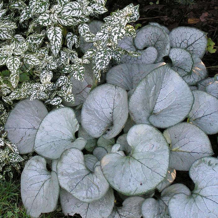 LOOKING GLASS BRUNNERA