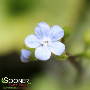 STERLING SILVER BRUNNERA