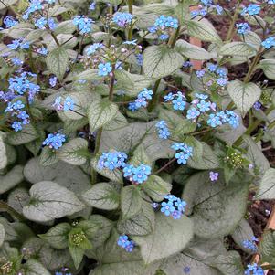 Brunnera macrophylla 'Looking Glass'