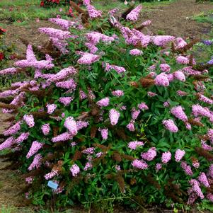 Buddleia x 'Princess Pink'