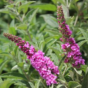 LO & BEHOLD® PINK MICRO CHIP BUTTERFLY BUSH