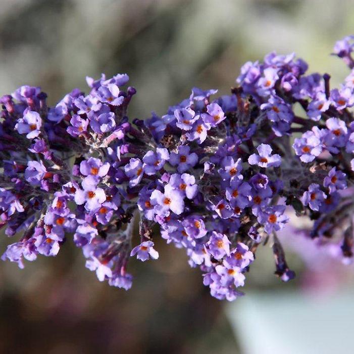 TRUE BLUE BUTTERFLY BUSH