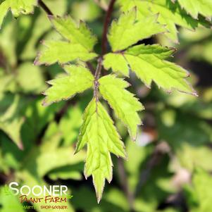 Actaea simplex 'Black Negligee'