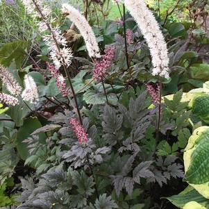 Cimicifuga ramosa 'Brunette'