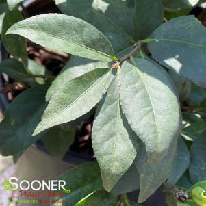 Euonymus alatus 'Rudy Haag'