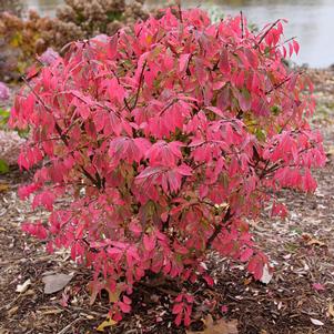 Euonymus alatus 'NCEA1'