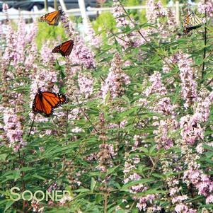 Vitex agnus-castus 'V07-SC-OP-4'