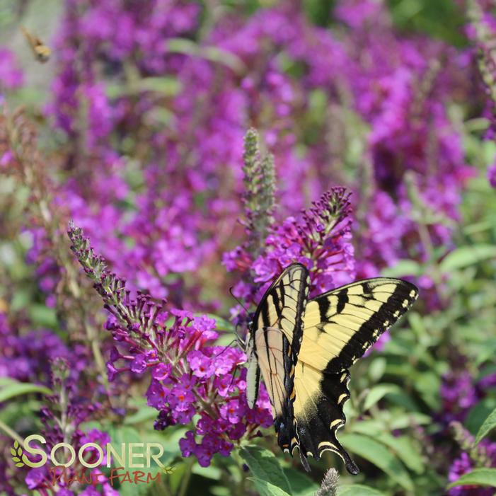 BUZZ® PURPLE BUTTERFLY BUSH