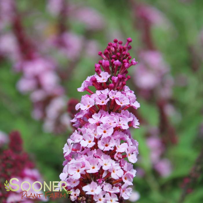 BUZZ® SOFT PINK BUTTERFLY BUSH