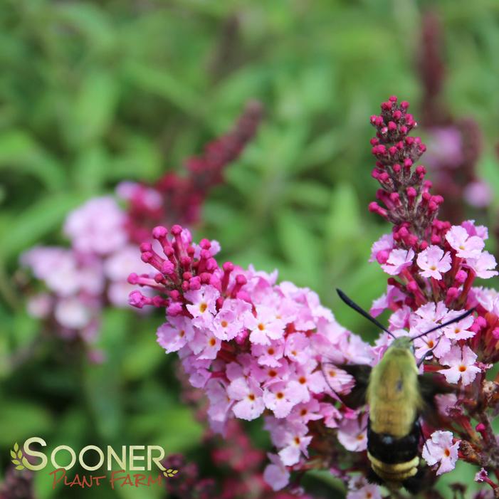 BUZZ® SOFT PINK BUTTERFLY BUSH