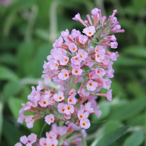 FLUTTERBY GRANDE® PEACH COBBLER BUTTERFLY BUSH