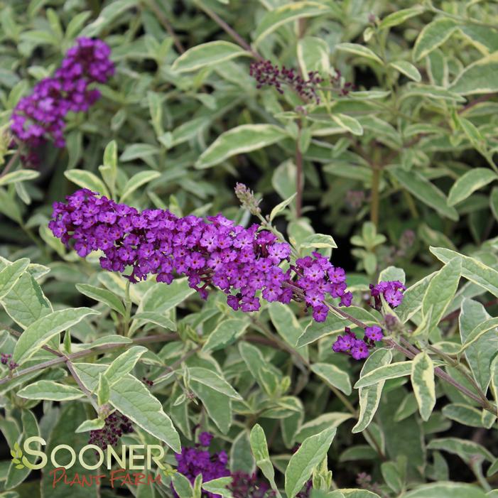 HARLEQUIN BUTTERFLY BUSH