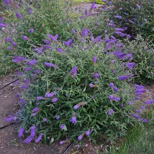 Buddleia x 'Blue Knight'