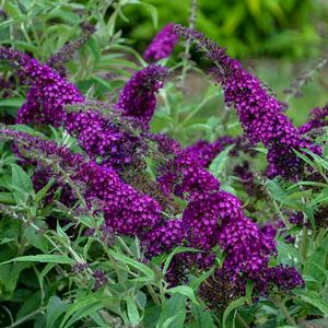 HUMDINGER® MAGENTA MUNCHKIN BUTTERFLY BUSH