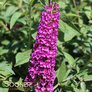 Buddleia davidii 'Attraction'