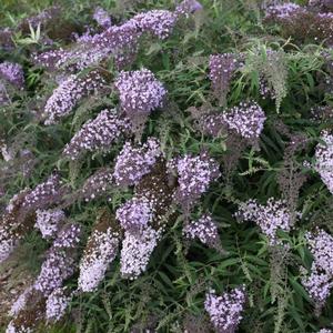 LILAC CASCADE BUTTERFLY BUSH