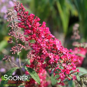 Buddleia x 'Prince Charming'