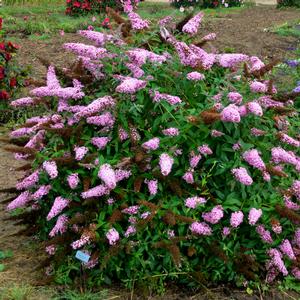 MONARCH® PRINCESS PINK BUTTERFLY BUSH