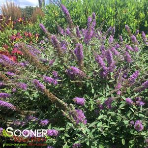 Buddleia x 'Lavender Cupcake'