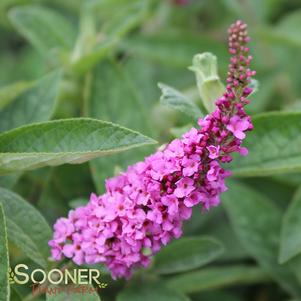 Buddleia x 'Pink Micro Chip'