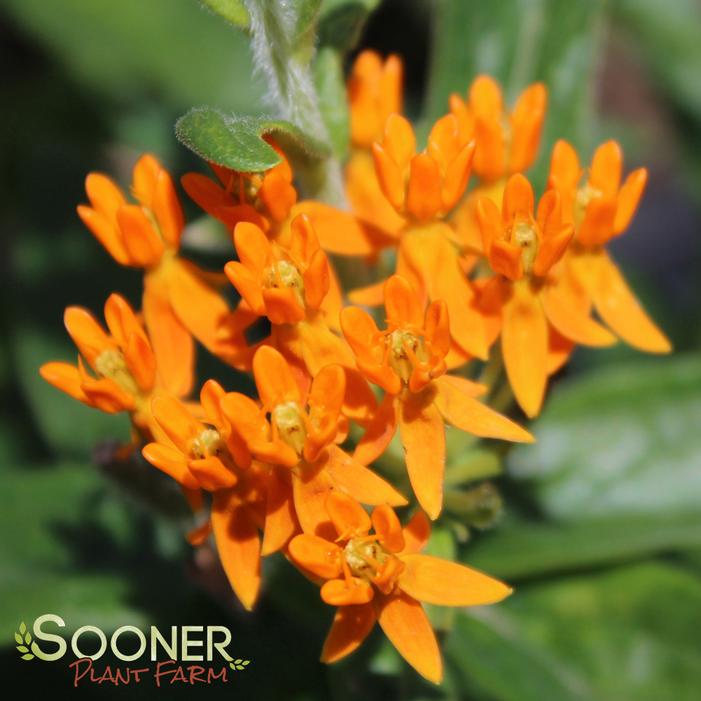 BUTTERFLY MILKWEED