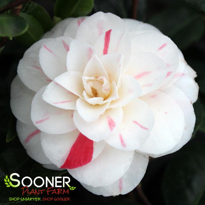 Image property of Sooner Plant Farm, Inc.