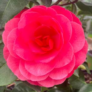 Camellia japonica 'Early Autumn'