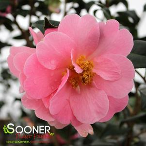 Camellia japonica 'Pink Icicle'