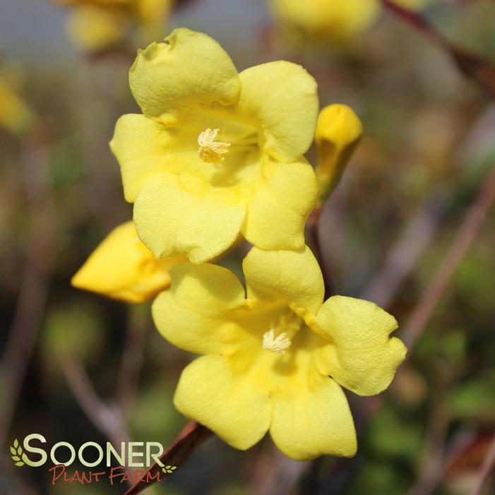 CAROLINA JESSAMINE