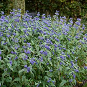 Caryopteris x clandonensis 'Elst01'