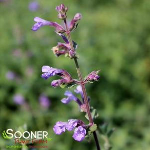 Nepeta x 'Cat's Meow'