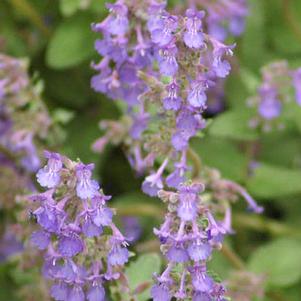 Nepeta racemosa 'Little Titch'