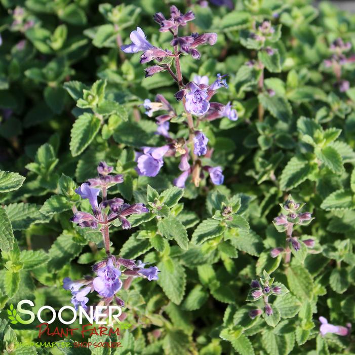 KITTEN AROUND CATMINT