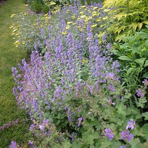 Nepeta racemosa 'Blue Wonder'