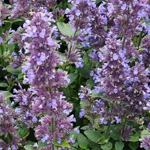 Nepeta x faassenii 'Balpurrlu'