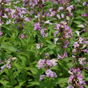 Nepeta subsessilis 'Candy Cat'