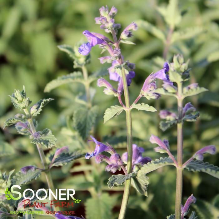 WALKER'S LOW CATMINT