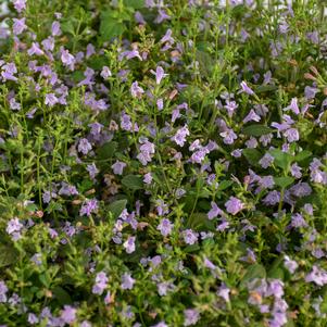 Calamintha nepeta 'Marvelette Blue'