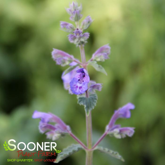 WALKER'S LOW CATMINT