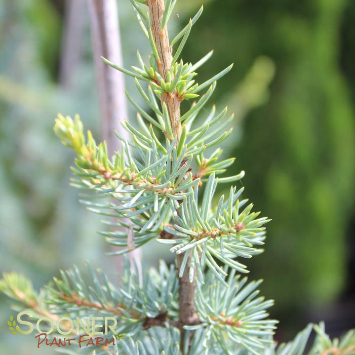 COLUMNAR BLUE ATLAS CEDAR