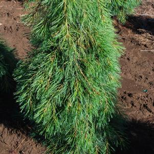 Pinus strobus 'Angel Falls'